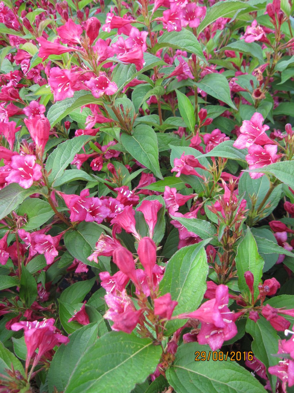 Weigela Red Prince Weiglie Red Prince